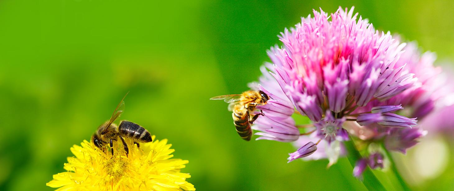Bez pszczół przeżyjemy najwyżej 4 lata! Ministerstwo Środowiska info oswiecim