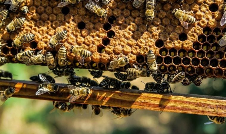 Pszczoły na wagę złota powiat oswiecim