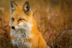 Akcja szczepienia lisów wolno żyjących przeciwko wściekliźnie powiat oswiecim pl info oswiecim info malopolska fox-gd81036f51-1920